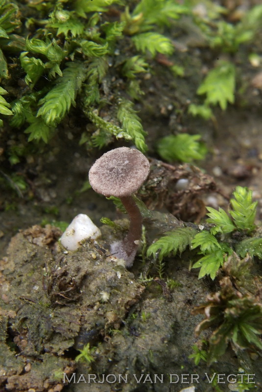 Purpertrechterje - Omphalina demissa